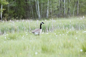 Canadian Geese 