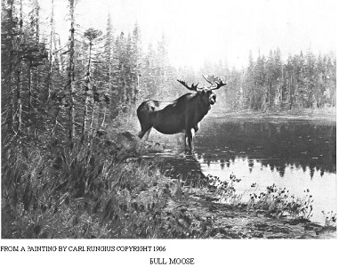 Moose on Edge of Water
